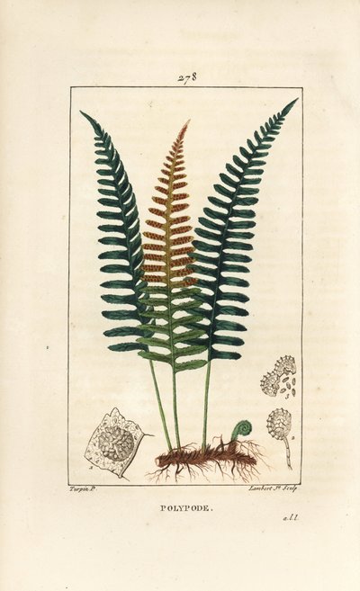 Polipodio común - Helecho Polypodium vulgare, con hoja, semilla y raíz. Grabado en cobre a mano coloreado por Lambert Junior de un dibujo de Pierre Jean-Francois Turpin de 