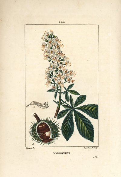 Castaño común, castaño o castaño blanco - Castaño de Indias, Aesculus hippocastanum. Ilustración de La Flore Medicale de Pierre Jean Francois Turpin