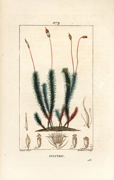 Polytrichum común (musgo) - Polytrichum común. Grabado en cobre a mano coloreado por Lambert Junior de un dibujo de Pierre Jean-Francois Turpin de "La Flore Medicale," Paris, Panckoucke de Pierre Jean Francois Turpin