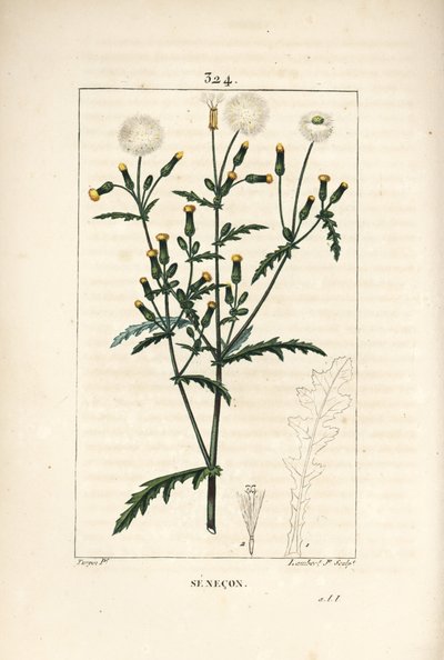 Senecon común - Hierba cana común, con flor, hoja, semilla, tallo y contorno de hoja de Pierre Jean Francois Turpin