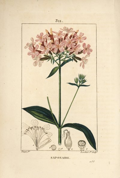 Jabón común, Saponaria officinalis, con flor, hoja, tallo y semilla. Grabado en cobre a mano coloreado por Lambert Junior de un dibujo de Pierre Jean-Francois Turpin de 