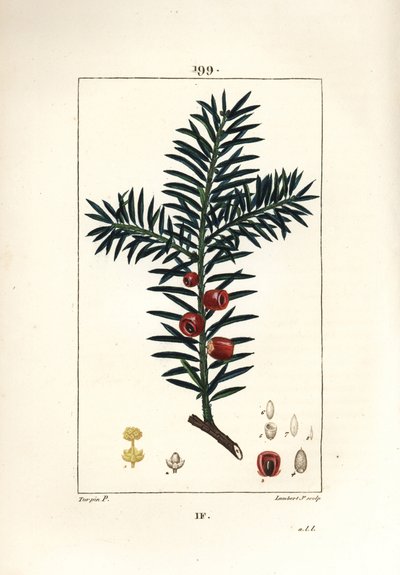 Tejo común o tejo con bayas - Tejo, Taxus baccata. Grabado en cobre a mano coloreado por Lambert Junior de un dibujo de Pierre Jean-Francois Turpin de 