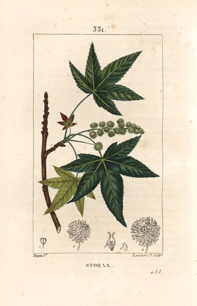 Copal de América o Liquidámbar - Estoraque o ámbar líquido, Liquidambar styraciflua. Grabado en cobre a mano coloreado por Lambert Junior de un dibujo de Pierre Jean-Francois Turpin de 
