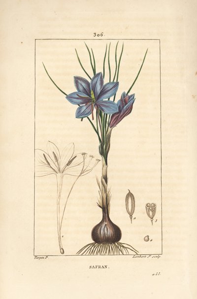 Crocus sativus, mostrando flor, hoja, tallo, bulbo y estigma. Grabado en cobre a mano coloreado por Lambert Junior de un dibujo de Pierre Jean-Francois Turpin de Pierre Jean Francois Turpin