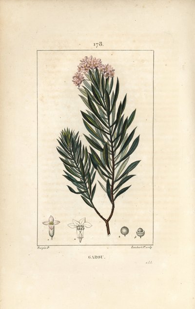 Torvisco de Pierre Jean Francois Turpin