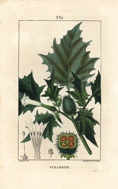Datura officinal, Estramonio o manzana espinosa - Estramonio, Datura stramonium. Grabado en cobre a mano coloreado por Lambert Junior de un dibujo de Pierre Jean-Francois Turpin de Chaumeton, Poiret y Chamberet