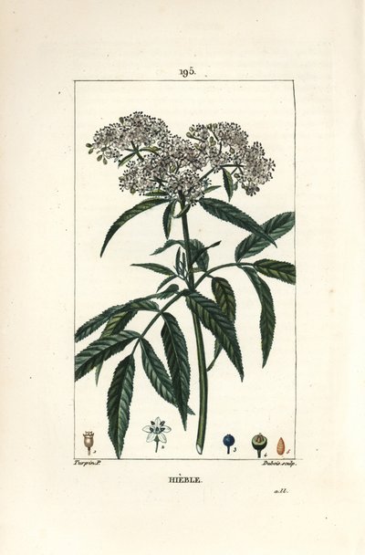 Saúco enano - Saúco enano, Sambucus humilis. Grabado en cobre a puntos coloreado a mano por Lambert Junior de un dibujo de Pierre Jean-Francois Turpin de 