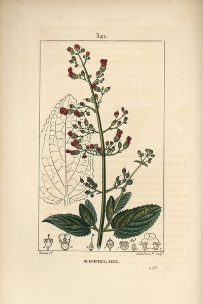Escrofula de oreja - Higuera de agua, Scrophularia aquatica, con flor, hoja, tallo, semilla y contorno de hoja. Grabado en cobre a mano coloreado a partir de un dibujo de Pierre Jean-Francois Turpin del libro de Chaumeton, Poiret y Chamberet “La Flore Medi de Pierre Jean Francois Turpin