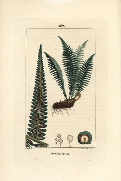 Helecho macho - Helecho macho, Dryopteris filix-mas de Pierre Jean Francois Turpin