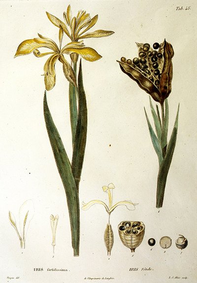 Iris fétido, grabado por L. J. Allais (grabado coloreado a mano) de Pierre Jean Francois Turpin