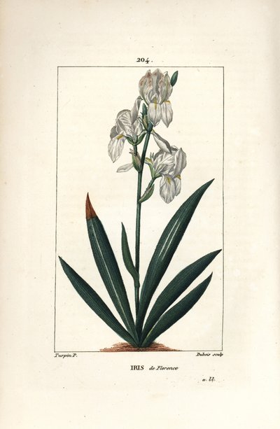 Iris florentino, Iris florentina, flor y hoja. Grabado en cobre a puntos coloreado a mano por Dubois de un dibujo de Pierre Jean-Francois Turpin de 