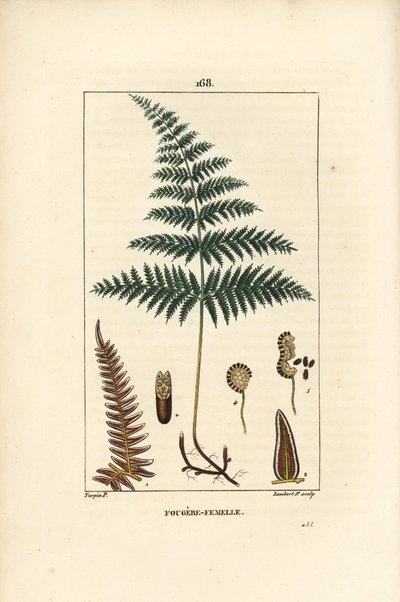 Helecho hembra o helecho grande de Pierre Jean Francois Turpin