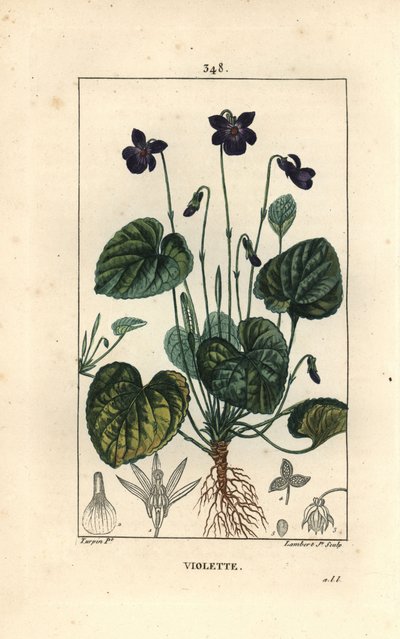 Violeta Fragante - Violeta dulce, Viola odorata, con flor, hoja, tallo y raíces. Grabado en cobre a mano coloreado por Lambert Junior a partir de un dibujo de Pierre Jean-Francois Turpin de 