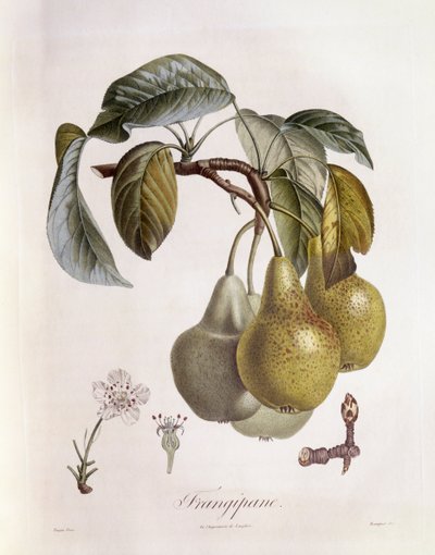 Frutos de frangipane (Plumeria), placa botánica de Pierre Jean Francois Turpin de Pierre Jean Francois Turpin