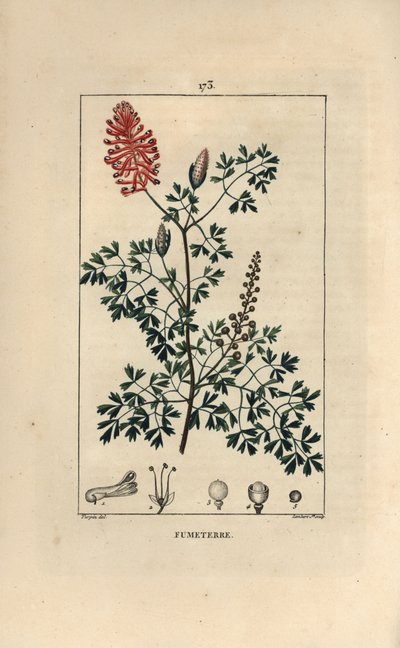 Fumaria officinalis, mostrando flores, hojas y semillas de Pierre Jean Francois Turpin