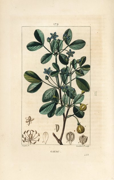 Guaiacum, mostrando madera, hojas y flores de Pierre Jean Francois Turpin