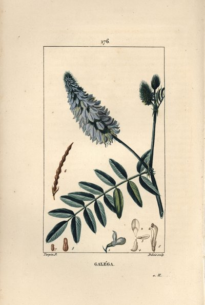 Galega - Rue de cabra, Galega officinalis, con flor, hoja y semilla. Ilustración de La Flore Medicale de Pierre Jean Francois Turpin