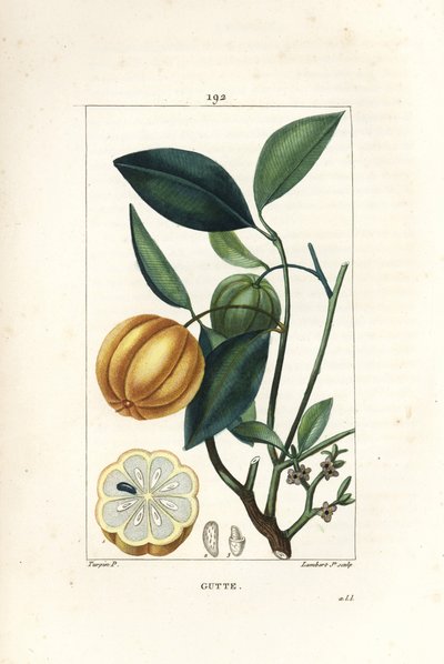 Garcinia gummi gutta o Tamarindo de Malabar, Gambooge, Brindall Bay - Árbol de goma guttae, Cambogia gutta, con fruto, hoja, flor y fruto en sección. Grabado en cobre a puntos coloreado a mano por Lambert Junior de un dibujo de Pierre Jean-Francois Turpin de Pierre Jean Francois Turpin
