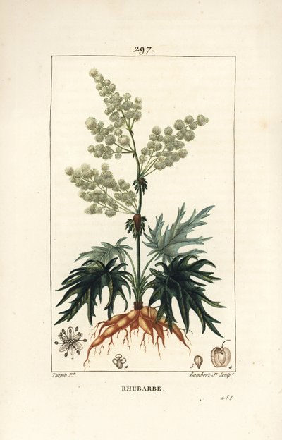 Ruibarbo de jardín - Ruibarbo, Rheum rhabarbarum (Rheum palmatum), con flor, tallo, hoja, semilla y raíz. Grabado en cobre a mano coloreado por Lambert Junior de un dibujo de Pierre Jean-Francois Turpin de “La Flore Médicale” de Chaumeton, Poiret y Chamber de Pierre Jean Francois Turpin