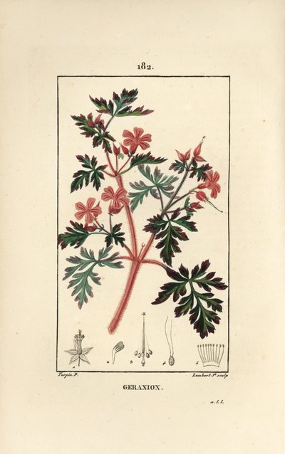 Geranio robertiano, mostrando flores, hojas y semillas de Pierre Jean Francois Turpin