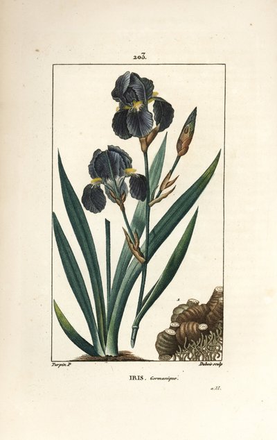 Lirio alemán o Lirio de jardín - Flor azul de luz, Iris germanica, hoja, flor y raíz. Ilustración de La Flore Medicale de Pierre Jean Francois Turpin