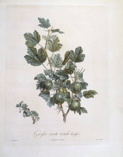Grosella espinosa (Ribes uva-crispa), placa botánica de Pierre Jean Francois Turpin de Pierre Jean Francois Turpin