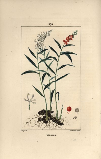 Gran galanga o Galanga - Galanga mayor o tailandesa, Alpinia galanga, mostrando flores, bayas, hojas y raíz rizoma. Grabado en cobre a puntos coloreado a mano por Lambert Junior de un dibujo de Pierre Jean-Francois Turpin de Chaumeton, Poiret y Chamberet