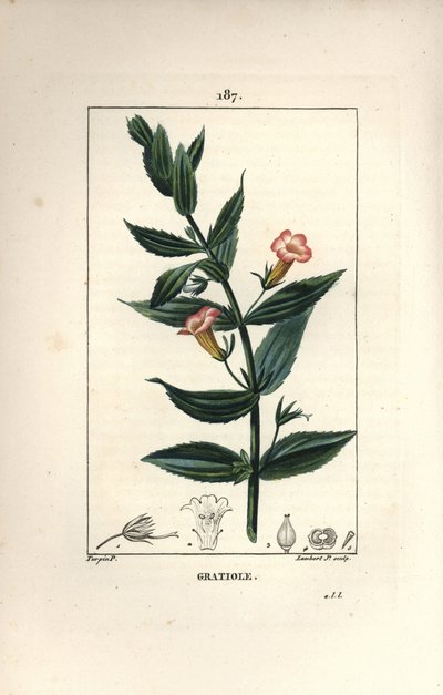 Gratiole officinale, o Gracia de dios, Gracia al hombre pobre, Pequeña digital - Gratiola officinalis. Ilustración de La Flore Medicale de Pierre Jean Francois Turpin