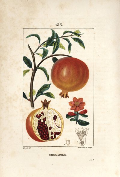 Granado - Árbol de granada, Punica granatum, con hoja, flor, fruto y sección a través del fruto mostrando semillas. Ilustración de La Flore Medicale de Pierre Jean Francois Turpin
