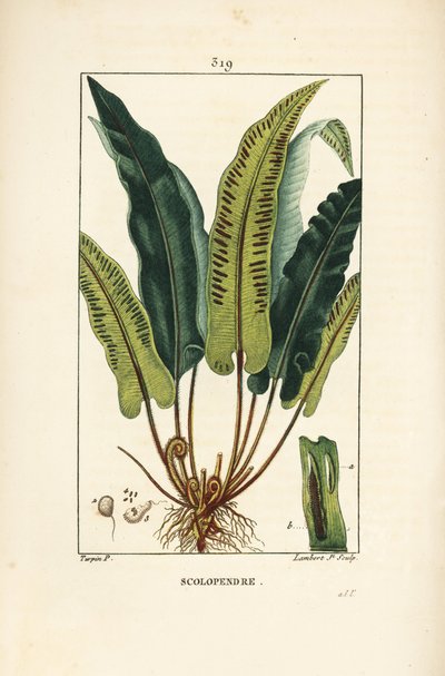 Helecho lengua de ciervo, Asplenium scolopendrium de Pierre Jean Francois Turpin