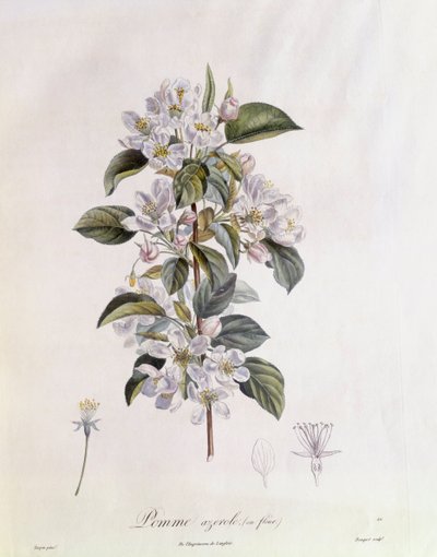 Flor de espino (Crataegus azarolus), placa botánica de Pierre Jean Francois Turpin de Pierre Jean Francois Turpin