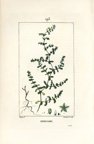 Herniaria glabra, mostrando hojas y flores de Pierre Jean Francois Turpin