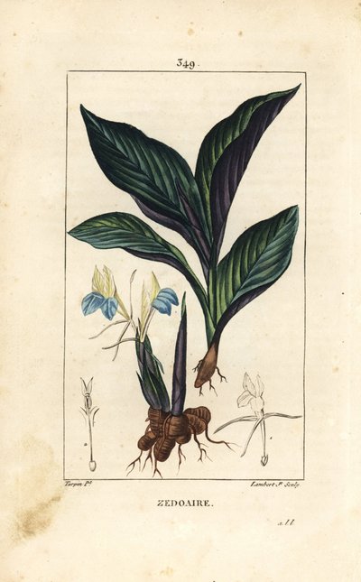 Koempferia rotunda, con flor, hoja, tallo y rizoma de raíz. Grabado en cobre a mano coloreado por Lambert Junior de un dibujo de Pierre Jean-Francois Turpin de Pierre Jean Francois Turpin