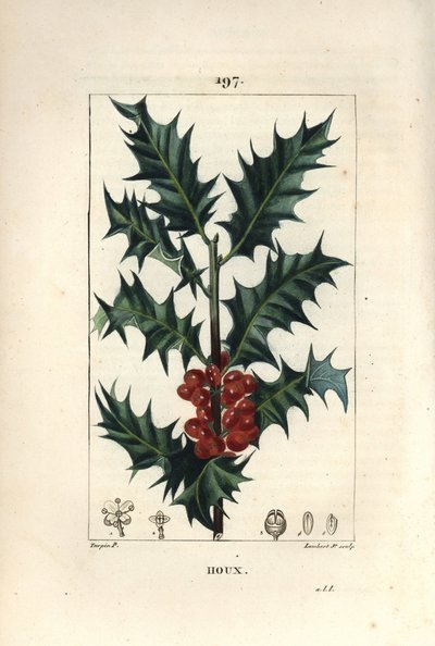 Acebo - Acebo, Ilex aquifolium, con hojas espinosas y bayas rojas. Grabado en cobre a puntos coloreado a mano por Lambert Junior de un dibujo de Pierre Jean-Francois Turpin de Chaumeton, Poiret y Chamberet