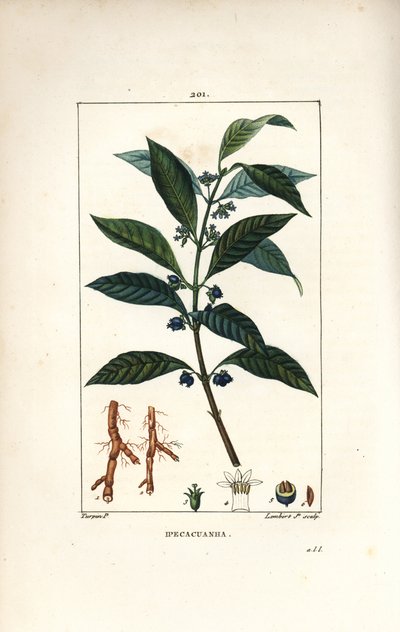 Ipeca o Ipecacuana - Ipecacuanha, Psychotria emetica, con hoja, flor y raíz. Ilustración de La Flore Medicale de Pierre Jean Francois Turpin