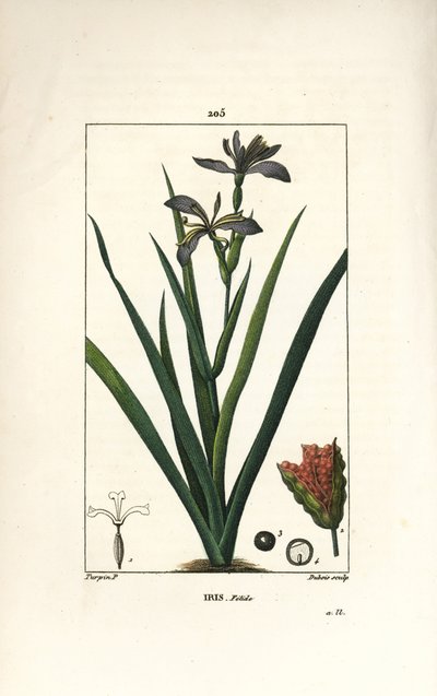Iris fétido o iris pata, iris apestoso - Iris apestoso, Iris foetida, con flor, hoja y vaina de semillas. Grabado en cobre a puntos coloreado a mano por Dubois de un dibujo de Pierre Jean-Francois Turpin de 