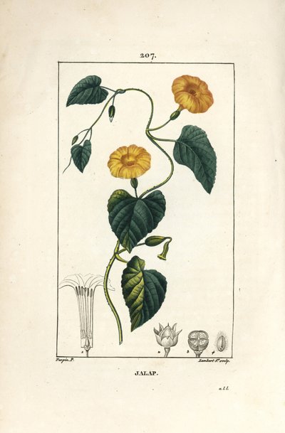 Jalapa, Convolvulus jalappa. Ilustración de La Flore Medicale de Pierre Jean Francois Turpin