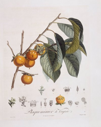 Caqui japonés (Diospyros kaki), Henry Louis Duhamel du Monceau, placa botánica por Pierre Jean Francois Turpin de Pierre Jean Francois Turpin