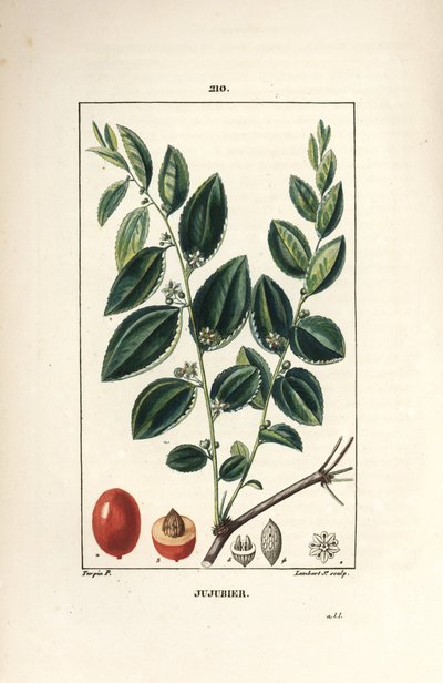 Jujubier tintura madre - Árbol de jujube, Rhamnus zizyphus, con flor, hoja y fruto en sección. Grabado en cobre a puntos coloreado a mano por Lambert Junior de un dibujo de Pierre Jean-Francois Turpin de 