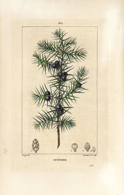 Enebro, Juniperus vulgaris, mostrando hoja, baya y tallo. Grabado en cobre a puntos coloreado a mano por Lambert Junior de un dibujo de Pierre Jean-Francois Turpin de 
