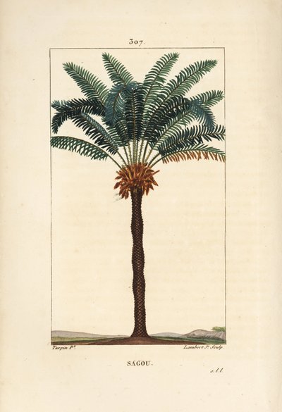 Gran rama o gran cícada - Reina del sagú, Cycas circinalis, mostrando hoja, semilla y tronco. Palma en peligro de extinción. Grabado en cobre a mano coloreado por Lambert Junior a partir de un dibujo de Pierre Jean-François Turpin del libro “La Flora” de C de Pierre Jean Francois Turpin