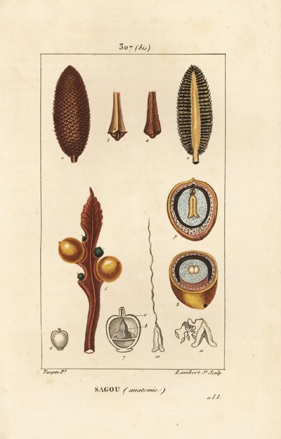 Cycas circinalis, mostrando semilla y sección. Grabado en cobre a mano coloreado por Lambert Junior de un dibujo de Pierre Jean-Francois Turpin de Pierre Jean Francois Turpin
