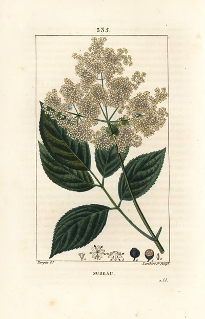 Sambucus nigra. Grabado en cobre a mano coloreado por Lambert Junior de un dibujo de Pierre Jean-Francois Turpin de Pierre Jean Francois Turpin