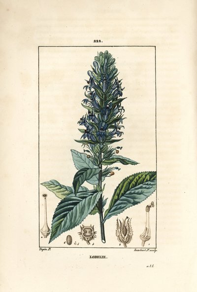 Lobelia grande o lobelia sifilítica de Pierre Jean Francois Turpin