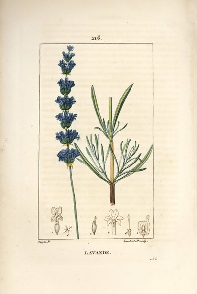 Lavanda aspic - Lavanda, Lavandula spica. Grabado en cobre a puntos coloreado a mano por Lambert Junior de un dibujo de Pierre Jean-Francois Turpin de 