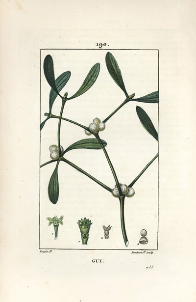 Muérdago, mostrando hojas y frutos de Pierre Jean Francois Turpin