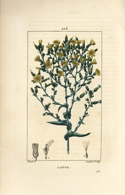 Lechuga de Pierre Jean Francois Turpin