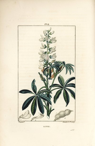 Lupino - Lupino blanco, Lupinus sativus. Grabado en cobre a puntos coloreado a mano por Lambert Junior de un dibujo de Pierre Jean-Francois Turpin de Chaumeton, Poiret y Chamberet