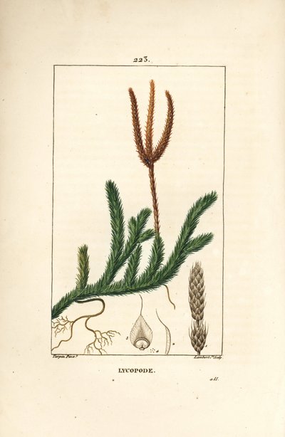 Lycopodio medicinal o hierba con clubes - Musgo de club común, Lycopodium clavatum. Grabado en cobre a puntos coloreado a mano por Lambert Junior de un dibujo de Pierre Jean-Francois Turpin de Chaumeton, Poiret y Chamberet