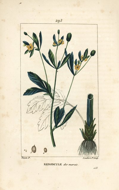 Caltha palustris, con flor, hoja, tallo, raíz y semilla. Grabado en cobre a mano coloreado por Lambert Junior de un dibujo de Pierre Jean-Francois Turpin de Pierre Jean Francois Turpin